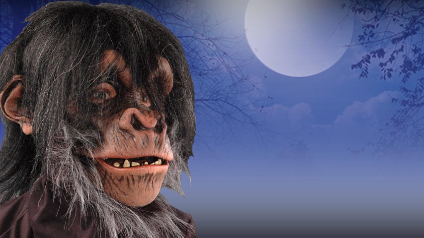 This realistic chimpanzee mask is a great choice for Halloween.  The mask is highly detailed with faux hair along the head.  The mouth moves for added realism.